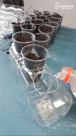 Стаканчики для рассады без полива