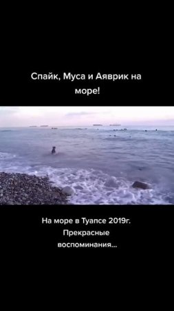 Туапсэ 2019г. прекраснейшие воспоминания  #pitbull #wolfcales #dog #wolf #dragonlife #shorts