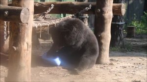 Уссурийским медвежатам канистры не очень интересны и они пошли кушать листочки 18.07.2025