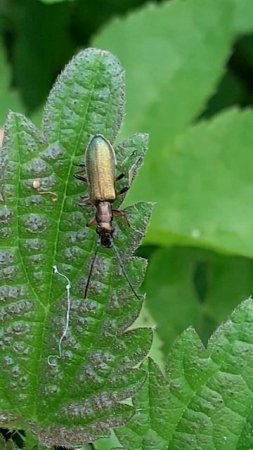 Узконадкрылка зелёная (Chrysanthia viridissima) (