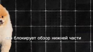 Почему собака наклоняет голову, когда с ней говоришь? Ответ ЕСТЬ!