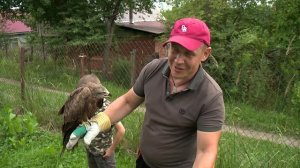 Нижегородец приютил дикую птицу