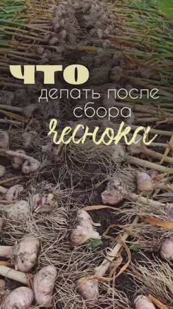 что делать после сбора чеснока