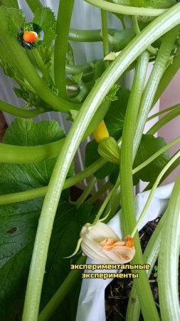 Вырубил пасынки - получил нужный эффект 🥒 Сад Огород На Балконе 🎃