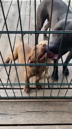 Питбуль Багира и щенята питбуля #dragonlife #собака #dog #wolf #животные #топ #собаки #pitbull