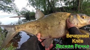 ВЕЧЕРНИЙ КЛЁВ ЛЕЩА ГОЛОВЛЯ ПЛОТВЫ ОКУНЯ ЛЕСНАЯ РЕЧКА