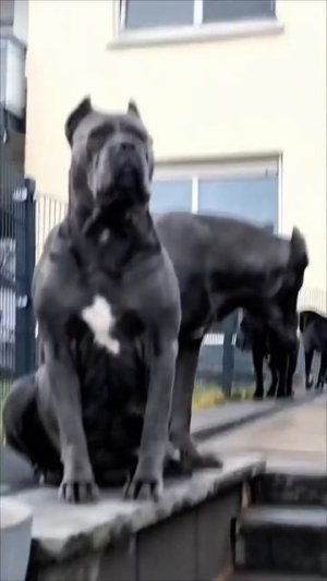 Кане Корсо 🐶  Порода собак Кане Корсо