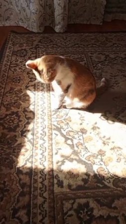 Кошечка,найденная около магазина,после лечения начала ухаживать за собой; доводить шубку до красоты.