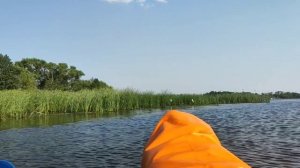 цапли на р. Воронеж