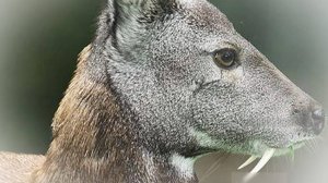 Морда кенгуру, зубы вампира. Кабарга. Мускусный олень. Документальный фильм