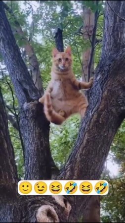 Ван Дам нервно курит)