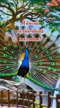 Доброе утро