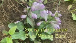 Хоста гибридная Blue Mouse Ears/Блю Маус Иэрс