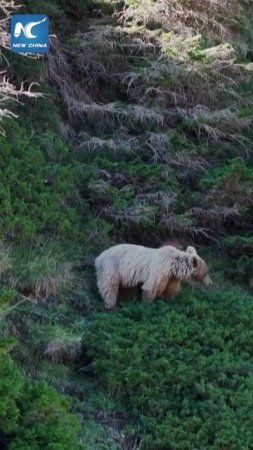 🐻Семья редких медведей в Синьцзяне
