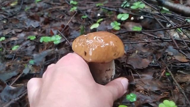 Нашествие Белых Грибов смотреть онлайн