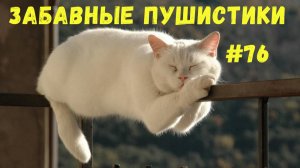Я РЖАЛ ДО СЛЕЗ 😹 СМЕШНЫЕ КОШКИ И СОБАКИ  СМЕШНЫЕ ЖИВОТНЫЕ 2025 😹 ЛУЧШИЕ ПРИКОЛЫ #76