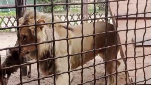 18+ Козленок на обед Видео от опекуна Светланы 21.07.2025