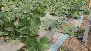 Первая подвязка огурца Мадрилене, китайские теплицы, июль 2025 год.