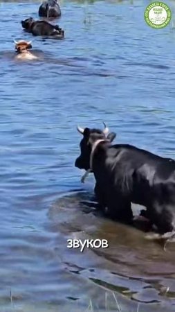 🐮 Коровы могут распознавать и откликаться на свои имена!