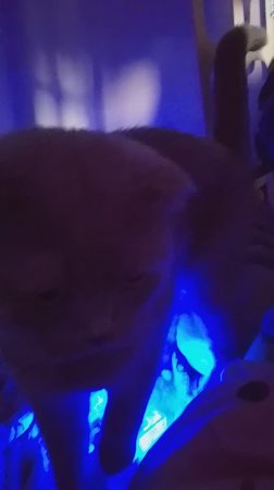 мой кот владеет чёрной магией?