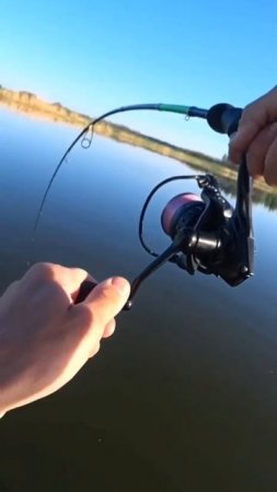 Окунь клюет 🎣