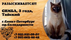 Пропал кот! СИМБА. Тайский. 3 года. г. Санкт-Петербург, пр. Солидарности