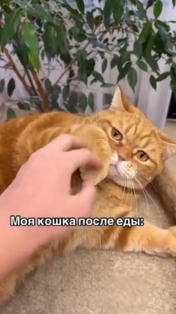 Кошка до и после еды