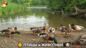 Видео про животных и птиц для души (33)