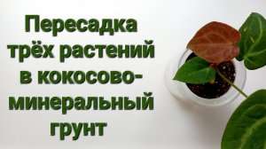 332. ЦВЕТЫ: Пересадка трёх растений в кокосово-минеральный грунт.