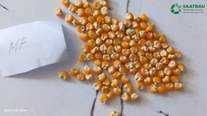 Калибровка кукурузы на фракции LR, LF, MR, MF.  Что они обозначают?