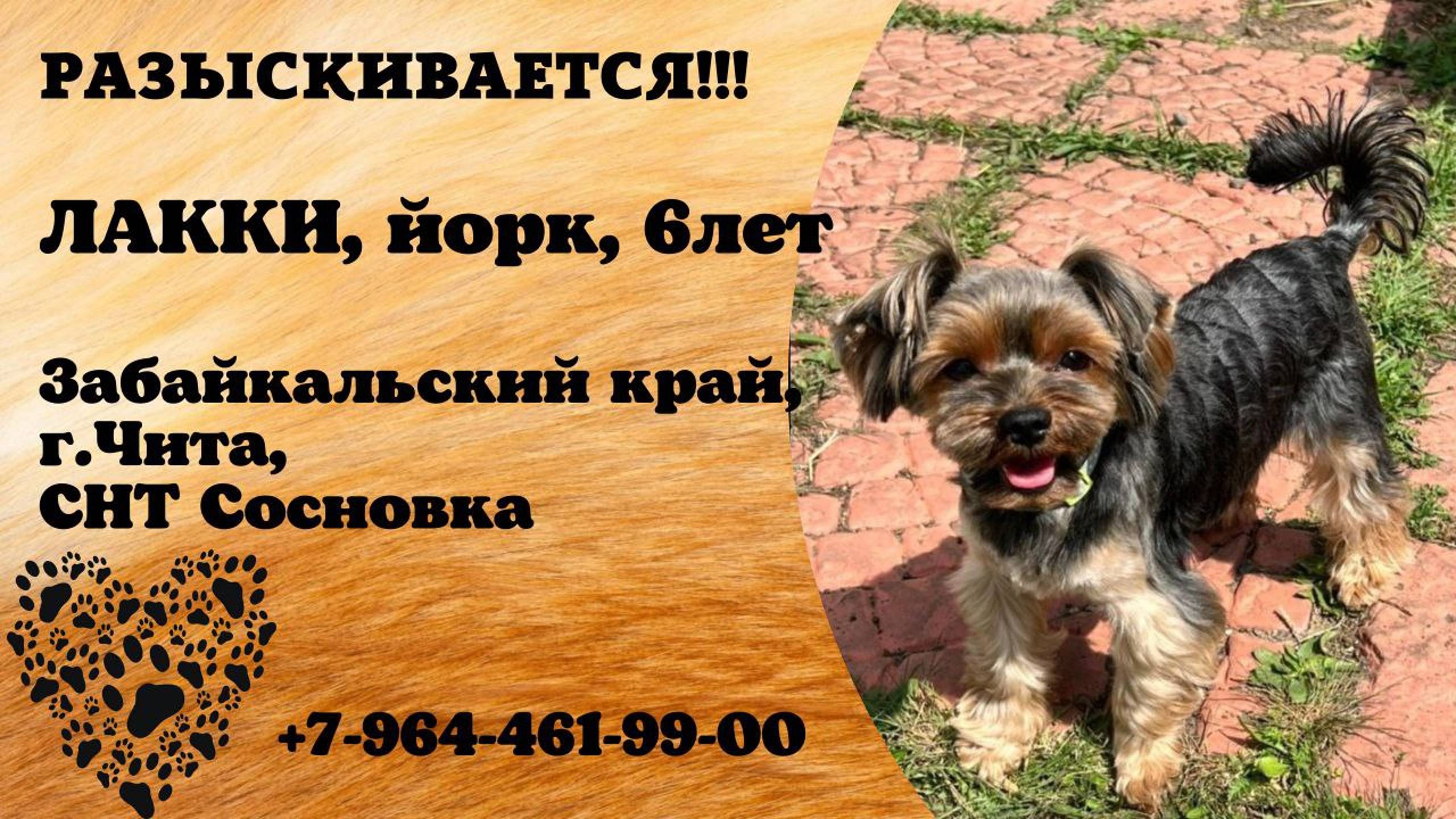 Пропала собака! ЛАККИ. Йорк. 6 лет. Забайкальский край,  г.Чита