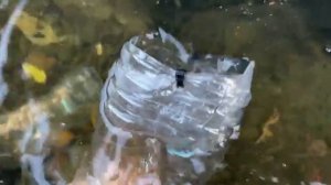 Как Японцы ловят рыбу в ловушки