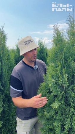 Туя западная `Смарагд` Thuja occidentalis `Smaragd` в контейнере 35 литров