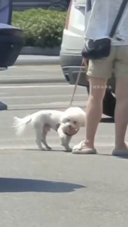 Глобальное потепление по Китайский