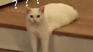 🐾 Котики-Комики: Улыбки в Каждом Моменте! 😺