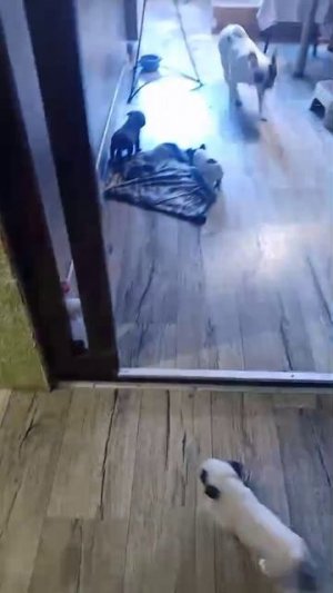 французские бульдоги