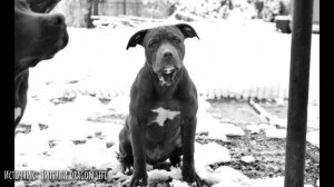 В память о Халке, который покорил сердца многих после смерти..| Pitbulls Dragon Life Agop