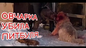 ПИТБУЛЬ ДРАКА +18
