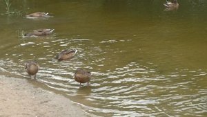 УТОЧКИ.Видео Татьяны Крестьянсковой