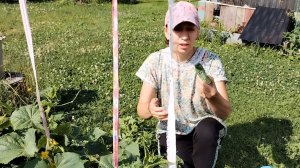 Утренний променад по огороду. Крайний сбор лесных ягод в 2025 году. 19-07-2025
