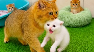 😹Милая кошечка несёт своего милого пушистого котёночка🔥