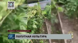 А заодно и каннабис: 50-летнюю огородницу задержали за плантацию конопли на приусадебном участке