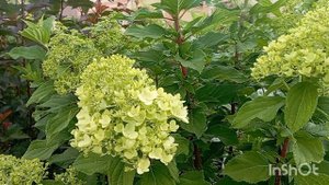 Гортензии в начале цветения. Алтайский край