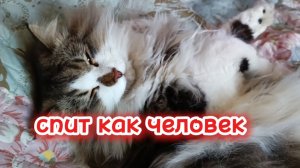 Кот спит как человек.
