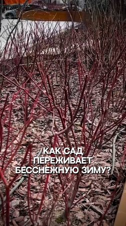 Как сад переживает бесснежную зиму?