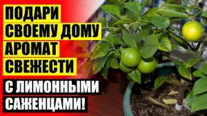 ⭐ КУПИТЬ КОМНАТНОЕ ДЕРЕВО ЛИМОН ☑