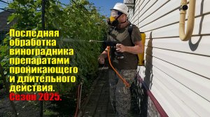 Последняя обработка винограда препаратами проникающего и длительного действия | Обработка винограда