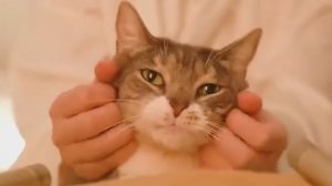 🐱 Мягкое мурлыканье котика | Расслабляющий ASMR для спокойного настроения 🌙🎶