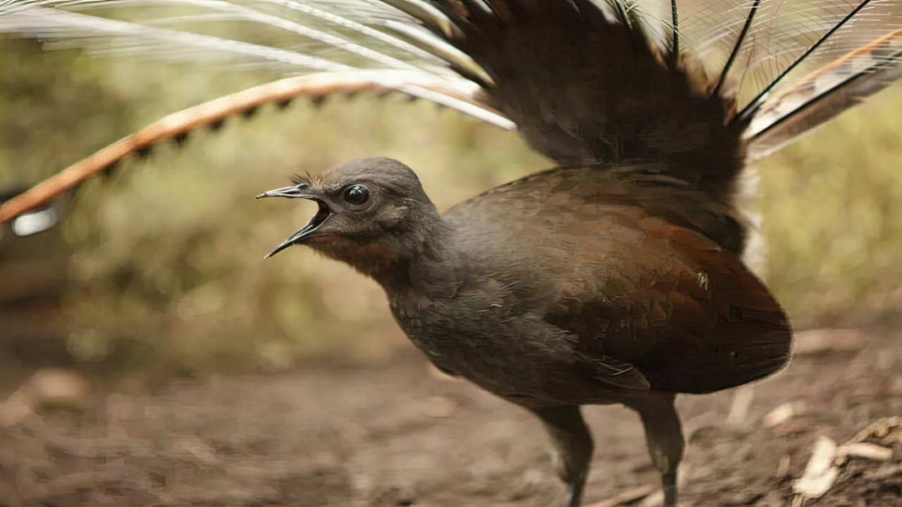 Лирохвост. Птица- диктофон, мастер звуковых иллюзий природы! смотреть онлайн