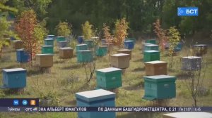 Пчеломаток из Башкирии впервые экспортировали в Иорданию
